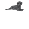Labradoodle Dog