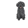 Labradoodle Dog