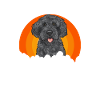 Labradoodle Hund