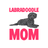Labradoodle Hund