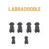 Labradoodle Dog