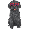 Labradoodle Dog