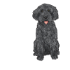 Labradoodle Dog