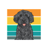 Labradoodle Hund