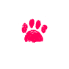 Pitbull Terrier
