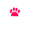 Bouledogue américain