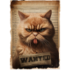 Cat wanted