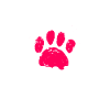 Shiba Inu