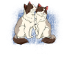 Ragdoll Katze