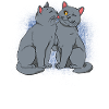 Britisch Kurzhaar Katze
