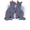 Russisch Blau Katze