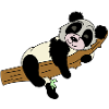 Panda auf Ast Illustration