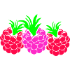 Raspberries