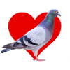 I Love Pigeons
