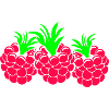 Raspberries