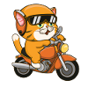 Chat avec moto