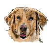 Golden Retrievers