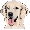 Golden Retrievers