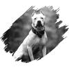 PitBull