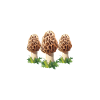 Mushroom pickers and mushroom friends