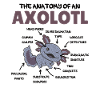 Axolotl Explication Anatomie d’un Axolotl