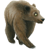 grizzly bear