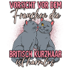 Britisch Kurzhaar Katzen