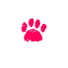 Samoyed