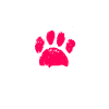 Tibetan Terrier