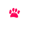 Aussiedoodle