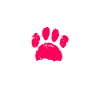 Bernedoodle