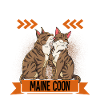 Maine Coon Katze