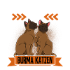Burma Katze