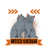 Britisch Kurzhaar Katze