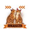 Bengalkatze