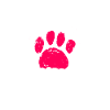 Labradoodle