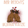 Burma Katze