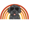 Labradoodle Dog