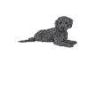 Labradoodle Dog