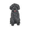 Labradoodle Dog
