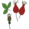 rose hip
