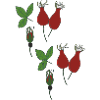 Rosehip Style