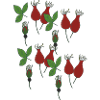 rose hip