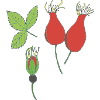 rose hip