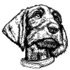 Dackelportrait sw