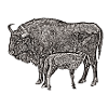 Bison avec veau sw