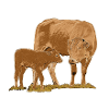 Kuh mit Kalb