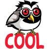 cooler Zebrafink - Australian zebra finch