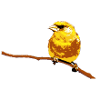 Greenfinch