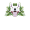 Tropical Bull Terrier